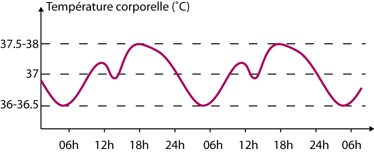 Variation schématique de la température corporelle au cours de la journée.