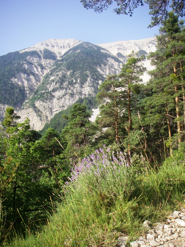 Vue vers le sommet pendant la descente. La lumière a bien changé depuis la montée. Je suis déjà bien descendu, la lavande est là !